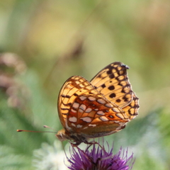 Argynnis adippe