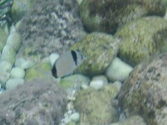 Diplodus vulgaris
