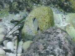 Diplodus vulgaris