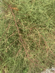 Symphyotrichum dumosum