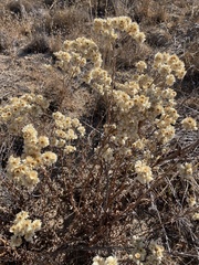 Gnaphalieae