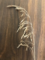 Bromus