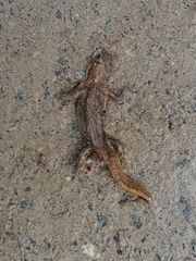 Lissotriton vulgaris