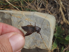 Metrioptera caprai