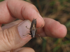 Metrioptera caprai