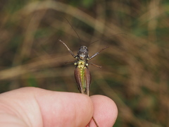 Metrioptera caprai