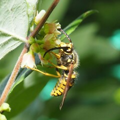 Dolichovespula arenaria
