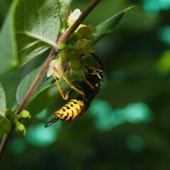 Dolichovespula arenaria