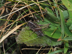 Metrioptera caprai