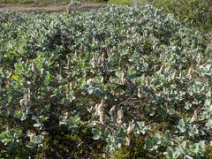 Salix lanata