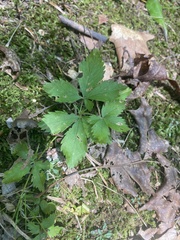 Potentilla canadensis