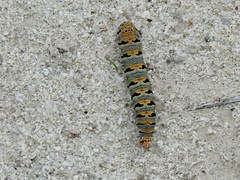 Euscirrhopterus gloveri