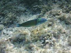 Thalassoma pavo