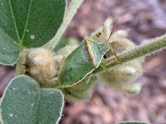 Piezodorus guildinii