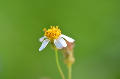 Bidens alba