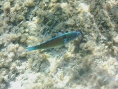 Thalassoma pavo