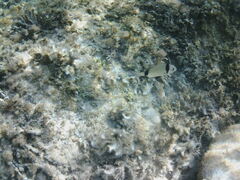 Diplodus vulgaris