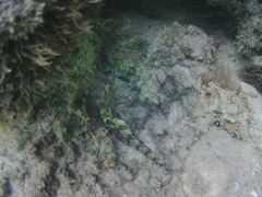 Parablennius gattorugine