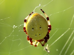 Araneus trifolium