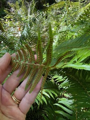 Polystichum