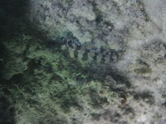 Parablennius gattorugine