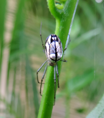Leucauge volupis