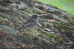 Phoenicurus ochruros gibraltariensis