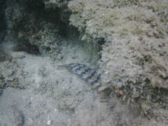 Parablennius gattorugine