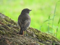 Phoenicurus ochruros gibraltariensis