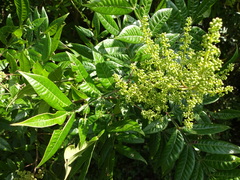 Augochloropsis metallica