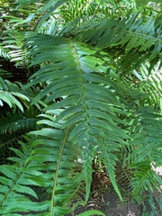 Polystichum