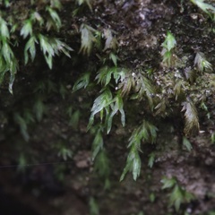 Fissidens gracilifolius
