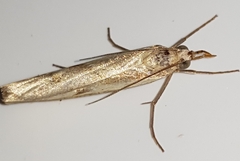 Agriphila inquinatella