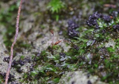 Fissidens gracilifolius