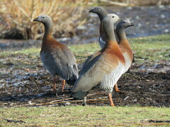 Chloephaga poliocephala