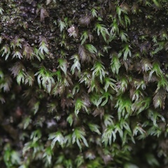 Fissidens gracilifolius