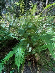 Polystichum