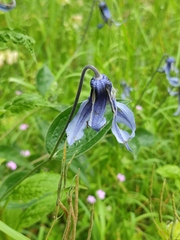 Clematis integrifolia