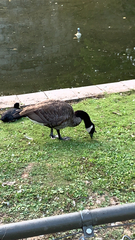 Branta canadensis