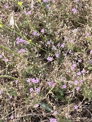 Erodium cicutarium
