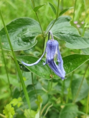 Clematis integrifolia