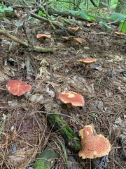 Suillus spraguei