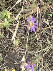 Dieteria canescens