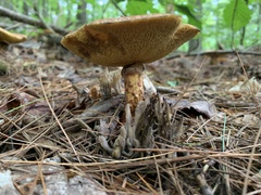 Suillus spraguei