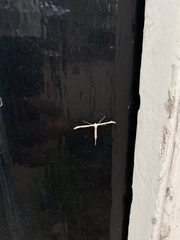 Emmelina monodactyla