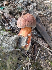 Boletus subvelutipes