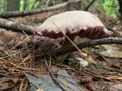 Laccaria ochropurpurea