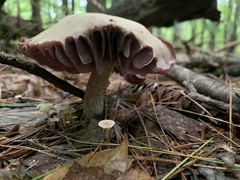 Laccaria ochropurpurea