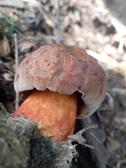Boletus subvelutipes
