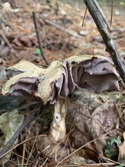 Laccaria ochropurpurea